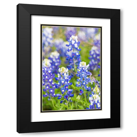 Johnson City-Texas-USA-Bluebonnet wildflowers in the Texas Hill Country Black Modern Wood Framed Art Print with Double Matting by Wilson, Emily M.