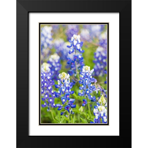 Johnson City-Texas-USA-Bluebonnet wildflowers in the Texas Hill Country Black Modern Wood Framed Art Print with Double Matting by Wilson, Emily M.