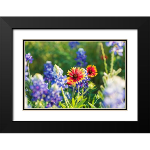 Marble Falls-Texas-USA-Bluebonnet and Indian Blanket wildflowers in the Texas Hill Country Black Modern Wood Framed Art Print with Double Matting by Wilson, Emily M.