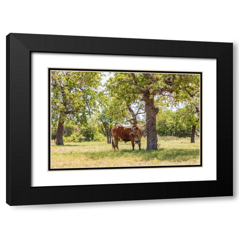 Marble Falls-Texas-USA-Longhorn cattle in the Texas Hill Country Black Modern Wood Framed Art Print with Double Matting by Wilson, Emily M.