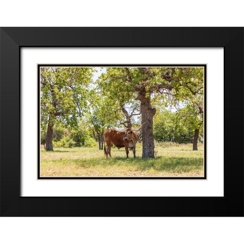 Marble Falls-Texas-USA-Longhorn cattle in the Texas Hill Country Black Modern Wood Framed Art Print with Double Matting by Wilson, Emily M.