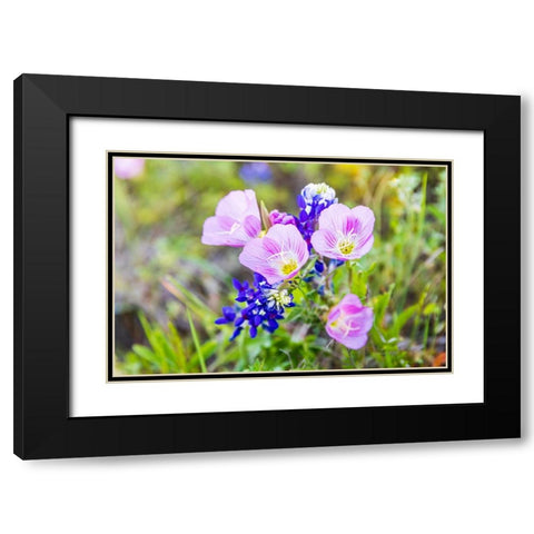 Lampasas-Texas-USA-Pink Evening Primrose and Bluebonnet wildflowers in the Texas Hill Country Black Modern Wood Framed Art Print with Double Matting by Wilson, Emily M.