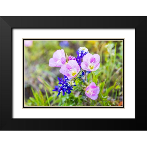 Lampasas-Texas-USA-Pink Evening Primrose and Bluebonnet wildflowers in the Texas Hill Country Black Modern Wood Framed Art Print with Double Matting by Wilson, Emily M.