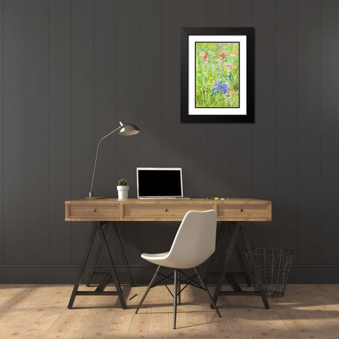 Llano-Texas-USA-Indian Paintbrush and Bluebonnet wildflowers in the Texas Hill Country Black Modern Wood Framed Art Print with Double Matting by Wilson, Emily M.