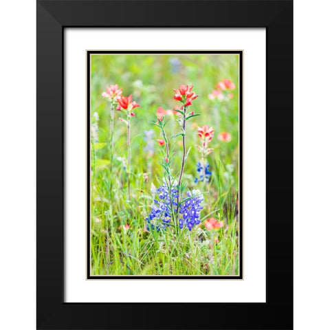 Llano-Texas-USA-Indian Paintbrush and Bluebonnet wildflowers in the Texas Hill Country Black Modern Wood Framed Art Print with Double Matting by Wilson, Emily M.