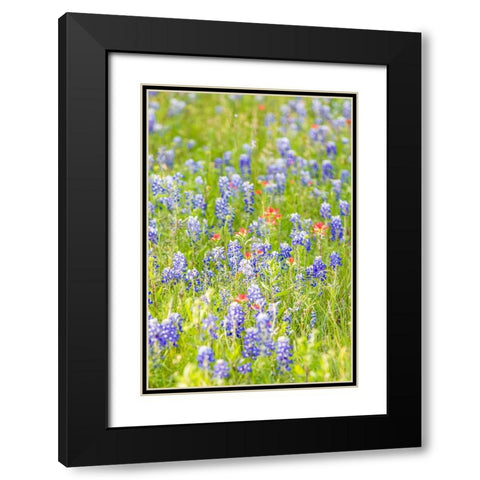 Llano-Texas-USA-Indian Paintbrush and Bluebonnet wildflowers in the Texas Hill Country Black Modern Wood Framed Art Print with Double Matting by Wilson, Emily M.
