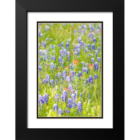 Llano-Texas-USA-Indian Paintbrush and Bluebonnet wildflowers in the Texas Hill Country Black Modern Wood Framed Art Print with Double Matting by Wilson, Emily M.