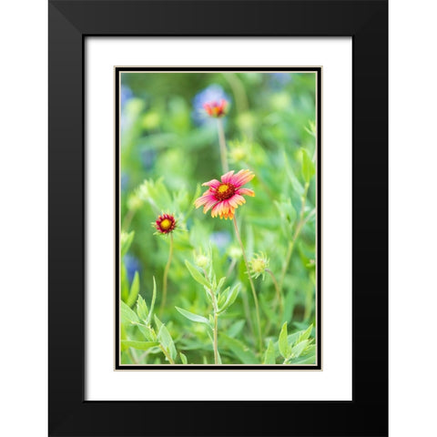 Llano-Texas-USA-Indian Blanket wildflowers in the Texas Hill Country Black Modern Wood Framed Art Print with Double Matting by Wilson, Emily M.