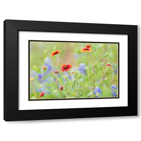Llano-Texas-USA-Indian Blanket and Bluebonnet wildflowers in the Texas Hill Country Black Modern Wood Framed Art Print with Double Matting by Wilson, Emily M.