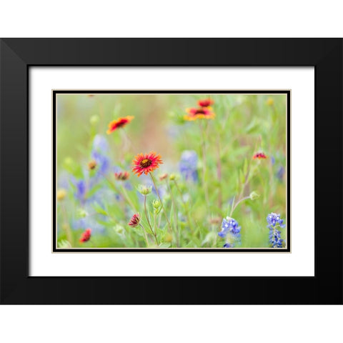 Llano-Texas-USA-Indian Blanket and Bluebonnet wildflowers in the Texas Hill Country Black Modern Wood Framed Art Print with Double Matting by Wilson, Emily M.