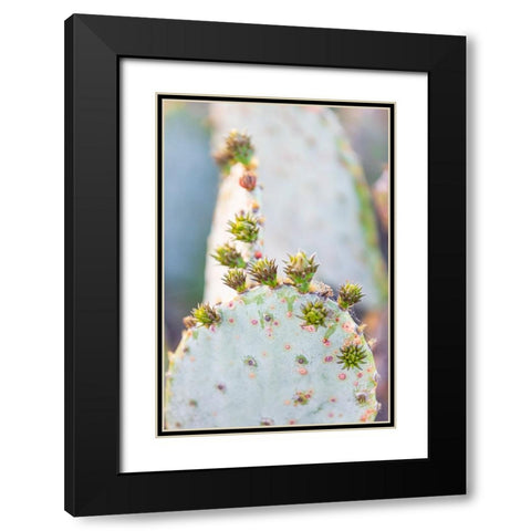 Llano-Texas-USA-Prickly pear cactus in the Texas Hill Country Black Modern Wood Framed Art Print with Double Matting by Wilson, Emily M.