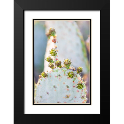 Llano-Texas-USA-Prickly pear cactus in the Texas Hill Country Black Modern Wood Framed Art Print with Double Matting by Wilson, Emily M.