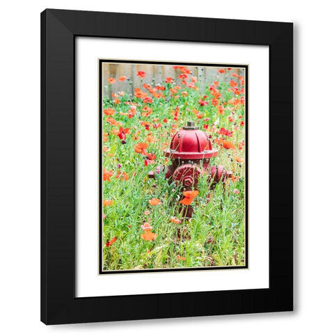 Castroville-Texas-USA-Poppies and fire hydrant in the Texas Hill Country Black Modern Wood Framed Art Print with Double Matting by Wilson, Emily M.