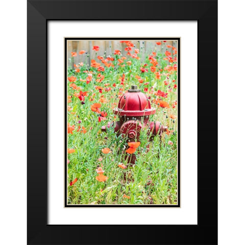 Castroville-Texas-USA-Poppies and fire hydrant in the Texas Hill Country Black Modern Wood Framed Art Print with Double Matting by Wilson, Emily M.