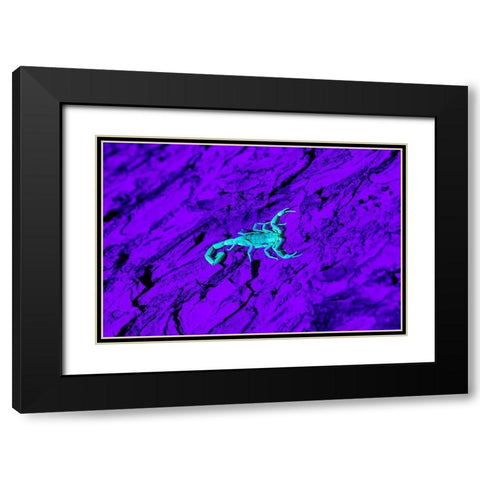 Bark Scorpion (Centruroides Vittatus) on mesquite bark Black Modern Wood Framed Art Print with Double Matting by Ditto, Larry