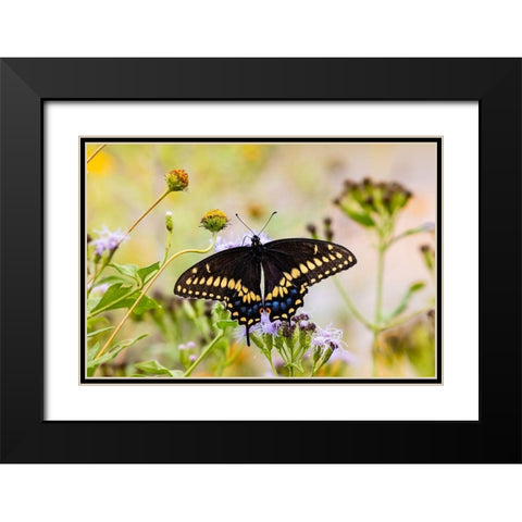Black swallowtail butterfly feeding Black Modern Wood Framed Art Print with Double Matting by Ditto, Larry