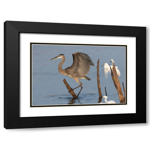 Great blue heron (Ardea Herodias) landing Black Modern Wood Framed Art Print with Double Matting by Ditto, Larry