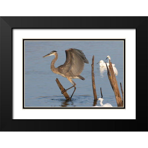 Great blue heron (Ardea Herodias) landing Black Modern Wood Framed Art Print with Double Matting by Ditto, Larry
