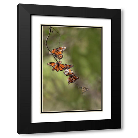 Monarch (Danaus Plexippus) roosting Black Modern Wood Framed Art Print with Double Matting by Ditto, Larry