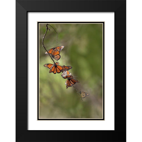 Monarch (Danaus Plexippus) roosting Black Modern Wood Framed Art Print with Double Matting by Ditto, Larry
