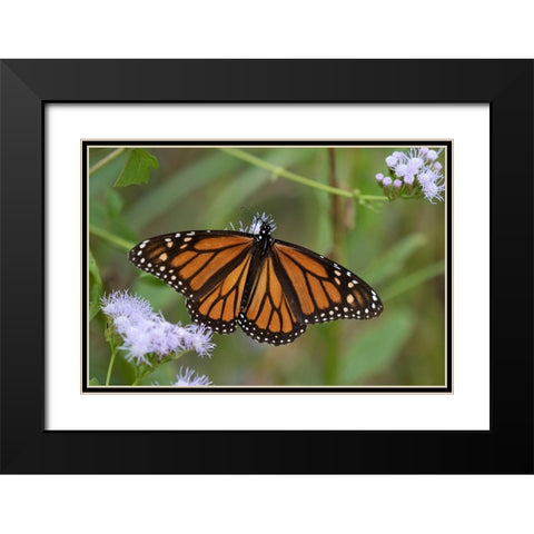 Monarch (Danaus Plexippus) feeding Black Modern Wood Framed Art Print with Double Matting by Ditto, Larry