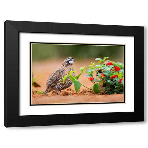 Northern bobwhite (Colinus virginianus) foraging Black Modern Wood Framed Art Print with Double Matting by Ditto, Larry