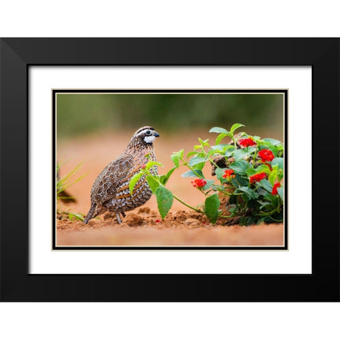 Northern bobwhite (Colinus virginianus) foraging Black Modern Wood Framed Art Print with Double Matting by Ditto, Larry