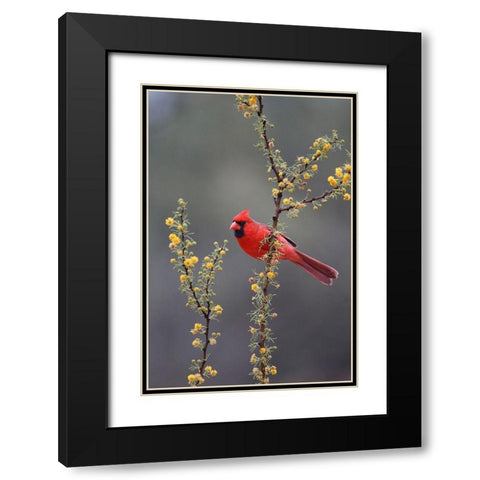 Northern cardinal perched in tree Black Modern Wood Framed Art Print with Double Matting by Ditto, Larry