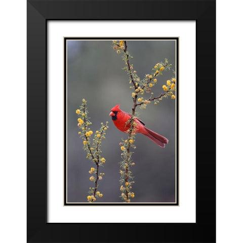 Northern cardinal perched in tree Black Modern Wood Framed Art Print with Double Matting by Ditto, Larry