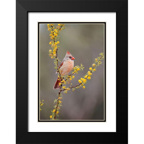 Northern cardinal perched Black Modern Wood Framed Art Print with Double Matting by Ditto, Larry