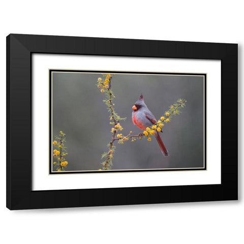 Pyrrhuloxia (Cardinalis sinuatus) perched in blooming Huisachillo bush Black Modern Wood Framed Art Print with Double Matting by Ditto, Larry