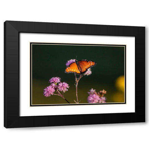 Queen (Danaus gilippus) feeding at aster flowers Black Modern Wood Framed Art Print with Double Matting by Ditto, Larry