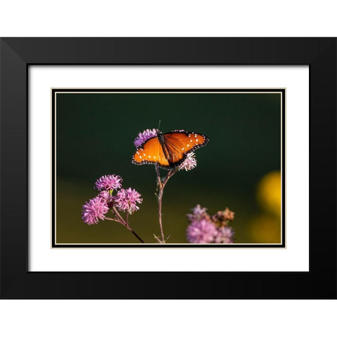 Queen (Danaus gilippus) feeding at aster flowers Black Modern Wood Framed Art Print with Double Matting by Ditto, Larry