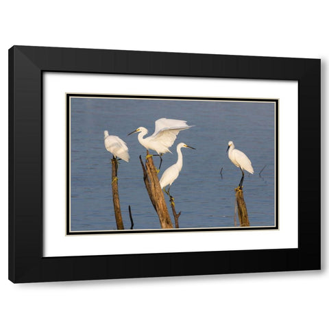 Snowy egrets (Egretta thula) perched Black Modern Wood Framed Art Print with Double Matting by Ditto, Larry