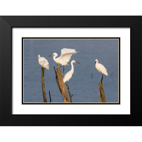Snowy egrets (Egretta thula) perched Black Modern Wood Framed Art Print with Double Matting by Ditto, Larry