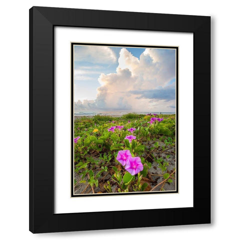 Beach morning glory in bloom Black Modern Wood Framed Art Print with Double Matting by Ditto, Larry