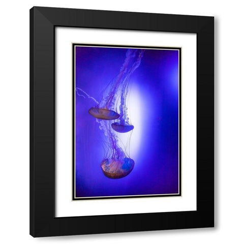 Jellyfish in aquarium exhibit Black Modern Wood Framed Art Print with Double Matting by Ditto, Larry
