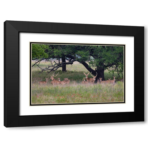 Axis Deer (Axis axis) herd Black Modern Wood Framed Art Print with Double Matting by Ditto, Larry