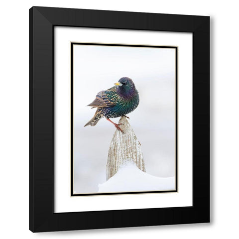 European Starling (Sturnus vulgaris) on picket fence Black Modern Wood Framed Art Print with Double Matting by Ditto, Larry
