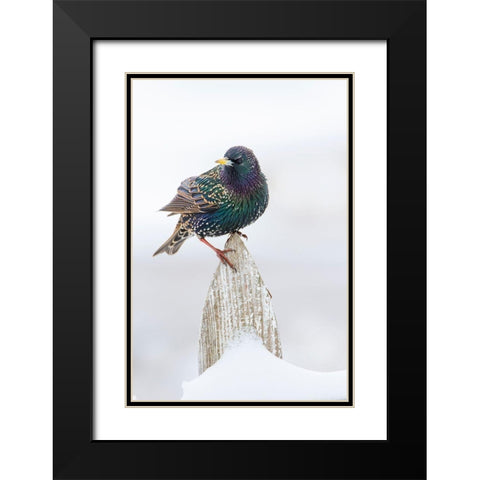 European Starling (Sturnus vulgaris) on picket fence Black Modern Wood Framed Art Print with Double Matting by Ditto, Larry