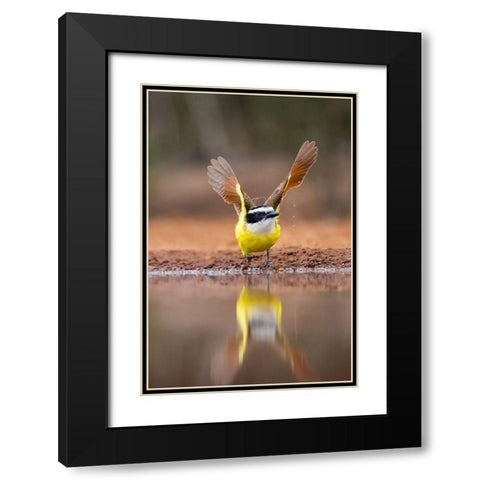 Great Kiskadee (Pitangus sulphuratus) flushing Black Modern Wood Framed Art Print with Double Matting by Ditto, Larry