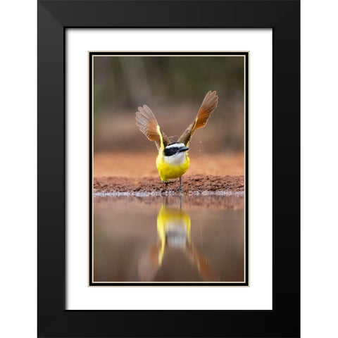 Great Kiskadee (Pitangus sulphuratus) flushing Black Modern Wood Framed Art Print with Double Matting by Ditto, Larry