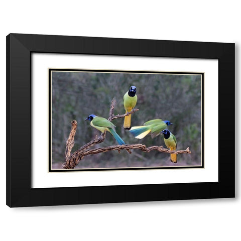 Green Jays (Cyanocorax yncas) perched Black Modern Wood Framed Art Print with Double Matting by Ditto, Larry