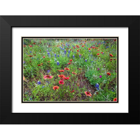 Firewheels and Bluebonnets Black Modern Wood Framed Art Print with Double Matting by Ditto, Larry