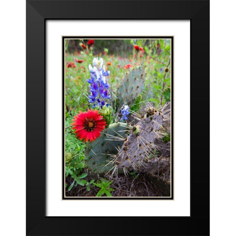 Firewheels and Bluebonnets with Prickly Pear Cactus Black Modern Wood Framed Art Print with Double Matting by Ditto, Larry