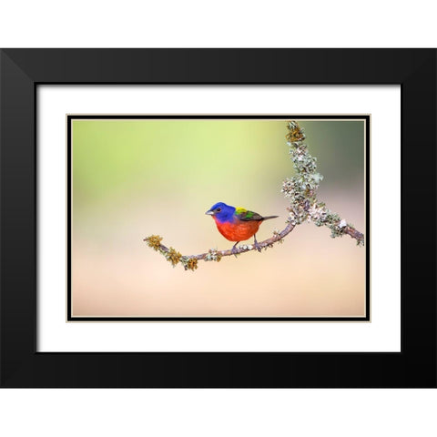 Painted Bunting (Passerina ciris) perched on lichen-covered limb Black Modern Wood Framed Art Print with Double Matting by Ditto, Larry