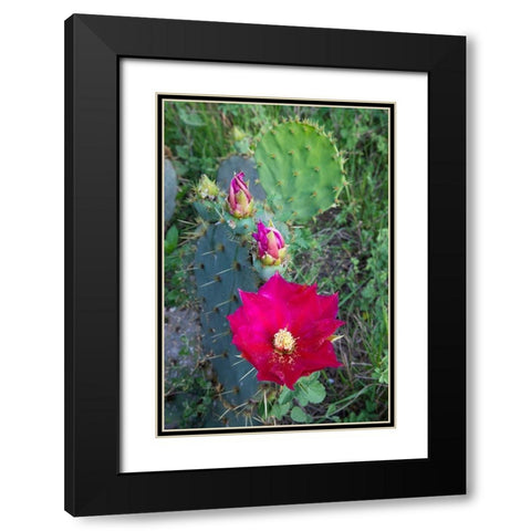 Prickly Pear Cactus (Opuntia sp) blooming Black Modern Wood Framed Art Print with Double Matting by Ditto, Larry