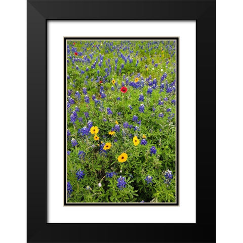 Wildflowers including Texas Bluebonnets (Lupinus texensis) and Slender Greenthread Black Modern Wood Framed Art Print with Double Matting by Ditto, Larry