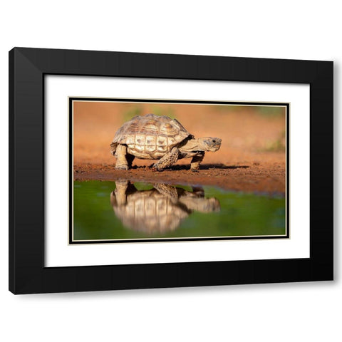 Texas Tortoise (Gopherus berlandieri) walking Black Modern Wood Framed Art Print with Double Matting by Ditto, Larry