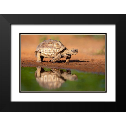 Texas Tortoise (Gopherus berlandieri) walking Black Modern Wood Framed Art Print with Double Matting by Ditto, Larry